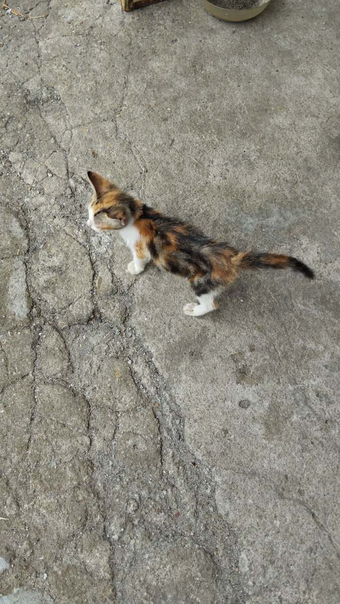📌BATU PAHAT

Ada yg sudi nk adopt budak cantik ni?org buang kt kdai runcit..2 beradik.. sekor kaler hitam..tp ms ni xtau dia tdo mana..nampak yg ni je kat luar kdai..dia nk ikut balik td tp kat rumah dh byk sgt xmampu nk tmbh lg..umur anggaran 2 bulan..

0136968769