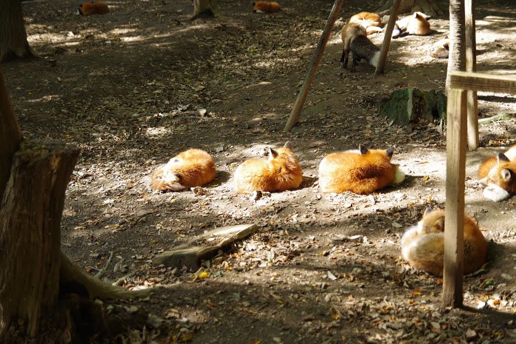 いが扇風機 tweet media