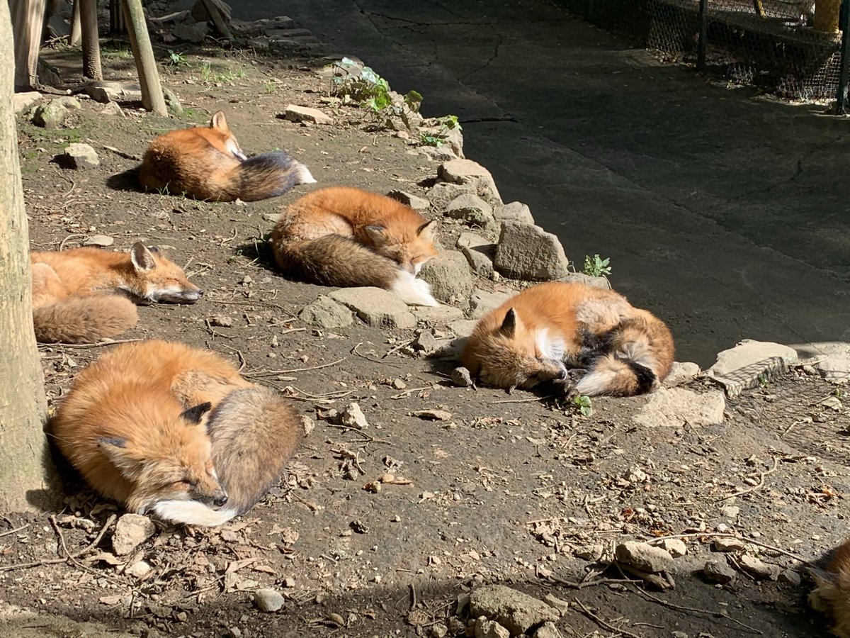 いが扇風機 tweet media