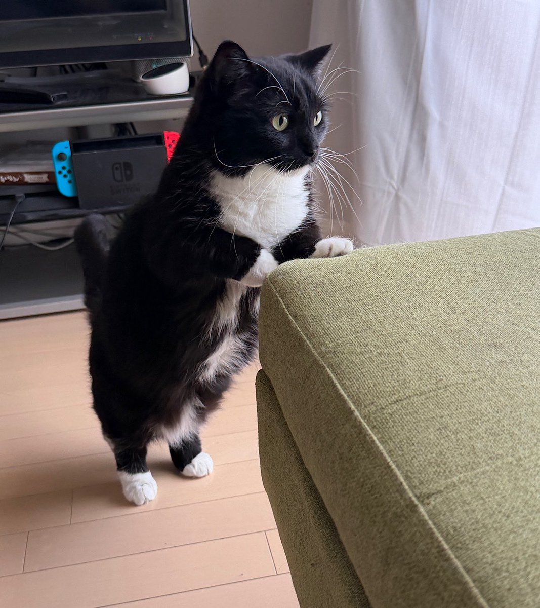 I'm Uni :3 tweet media