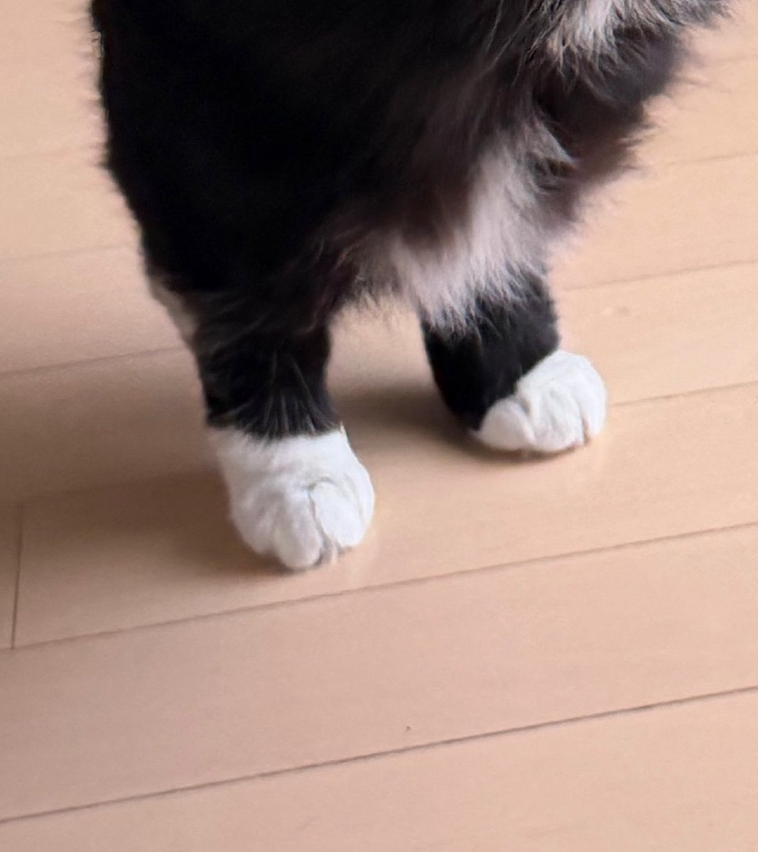 I'm Uni :3 tweet media