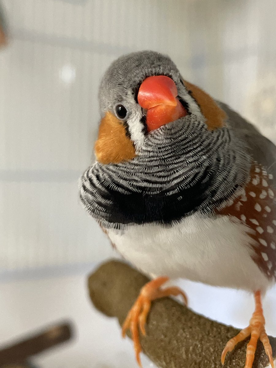 Aves • Artist & Finch Parent tweet media