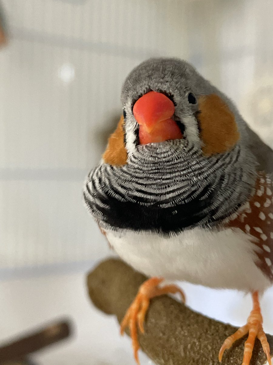 Aves • Artist & Finch Parent tweet media
