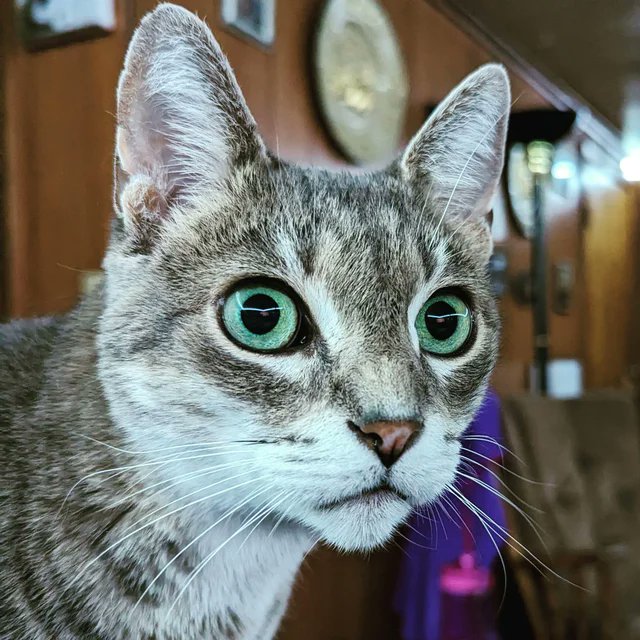 LiftForever67's tweet image. Shush, Rachel is on!

#Maddow  🌹
#Caturday #CatsOfTwitter