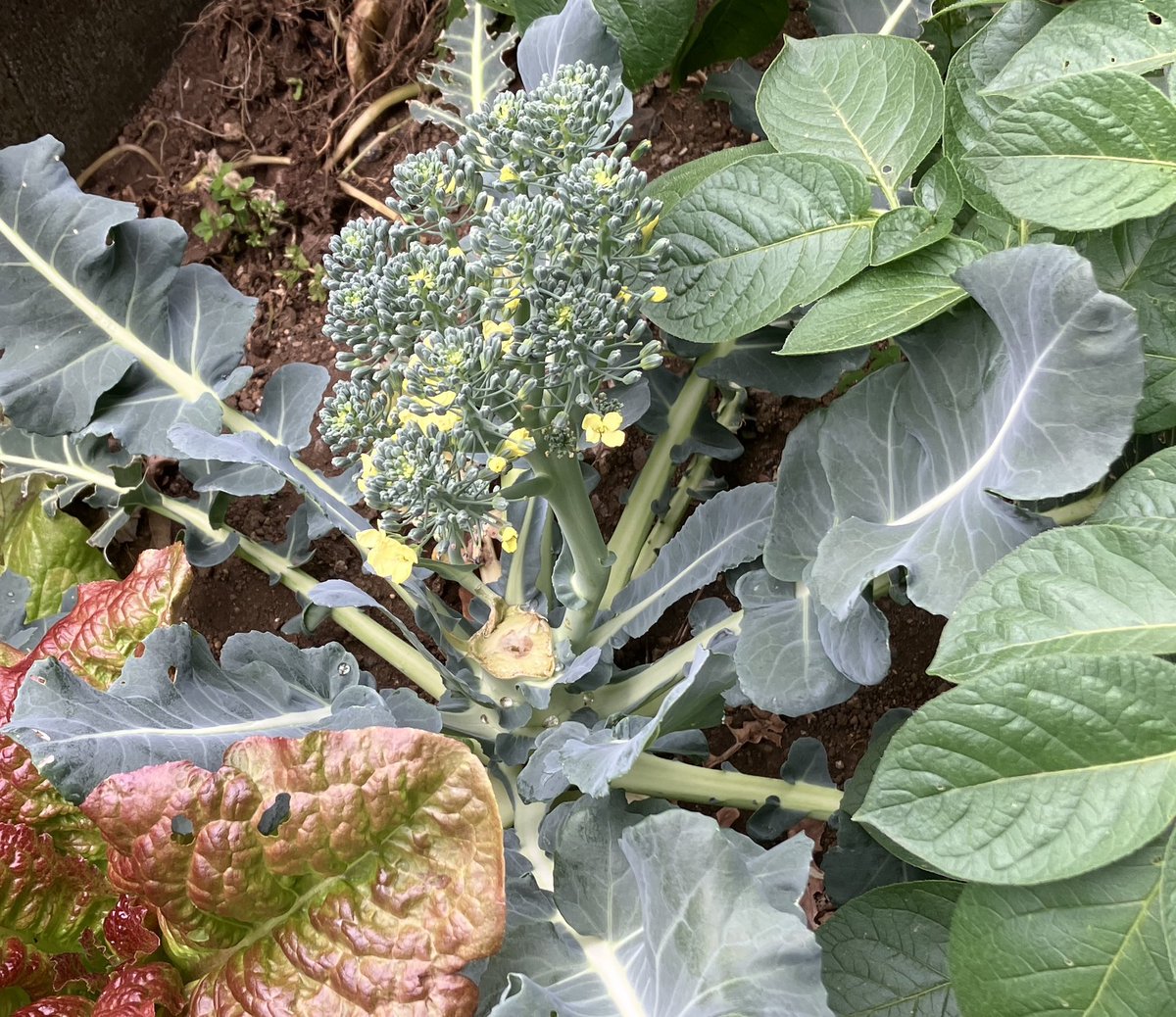 tsubo_gar's tweet photo. 春菊を間引き収穫!
ブロッコリーの側花蕾、花が咲いて遅くなったが収穫!
今晩はこれで副菜作ろう😄
＃坪庭で家庭菜園 https://t.co/wSZmPMthxs