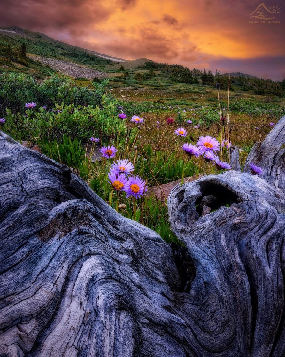 🇺🇸Sheri tweet media