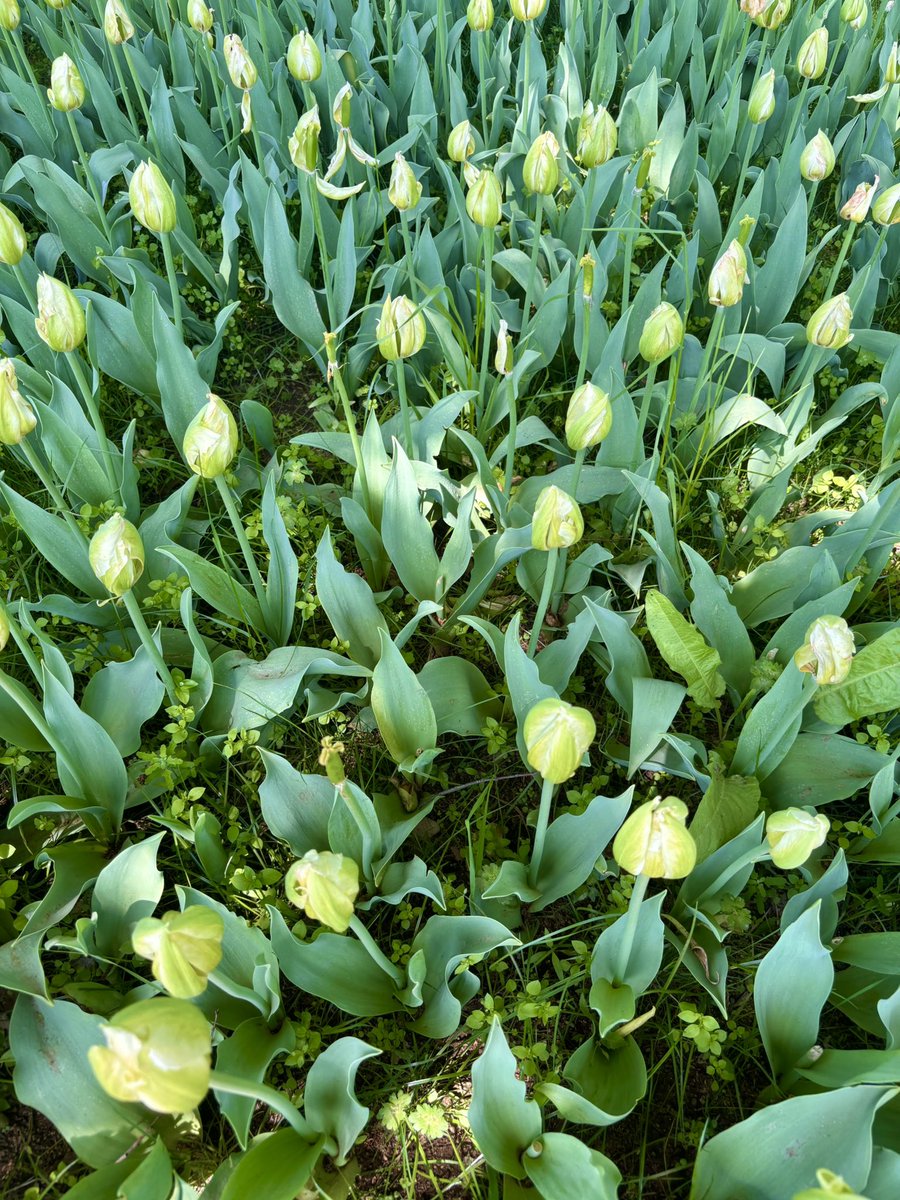 ターボー🍓4/24-26リバティー展 tweet media