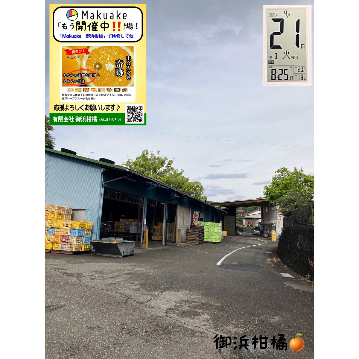 “こだわりみかん”の御浜柑橘 tweet media