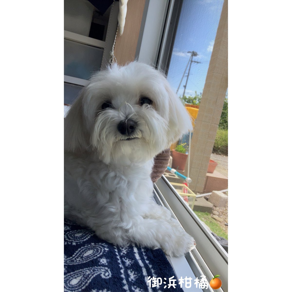 “こだわりみかん”の御浜柑橘 tweet media