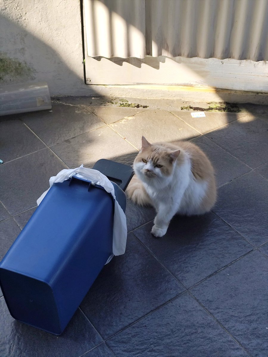 Mocca & M Family 🐱 tweet media