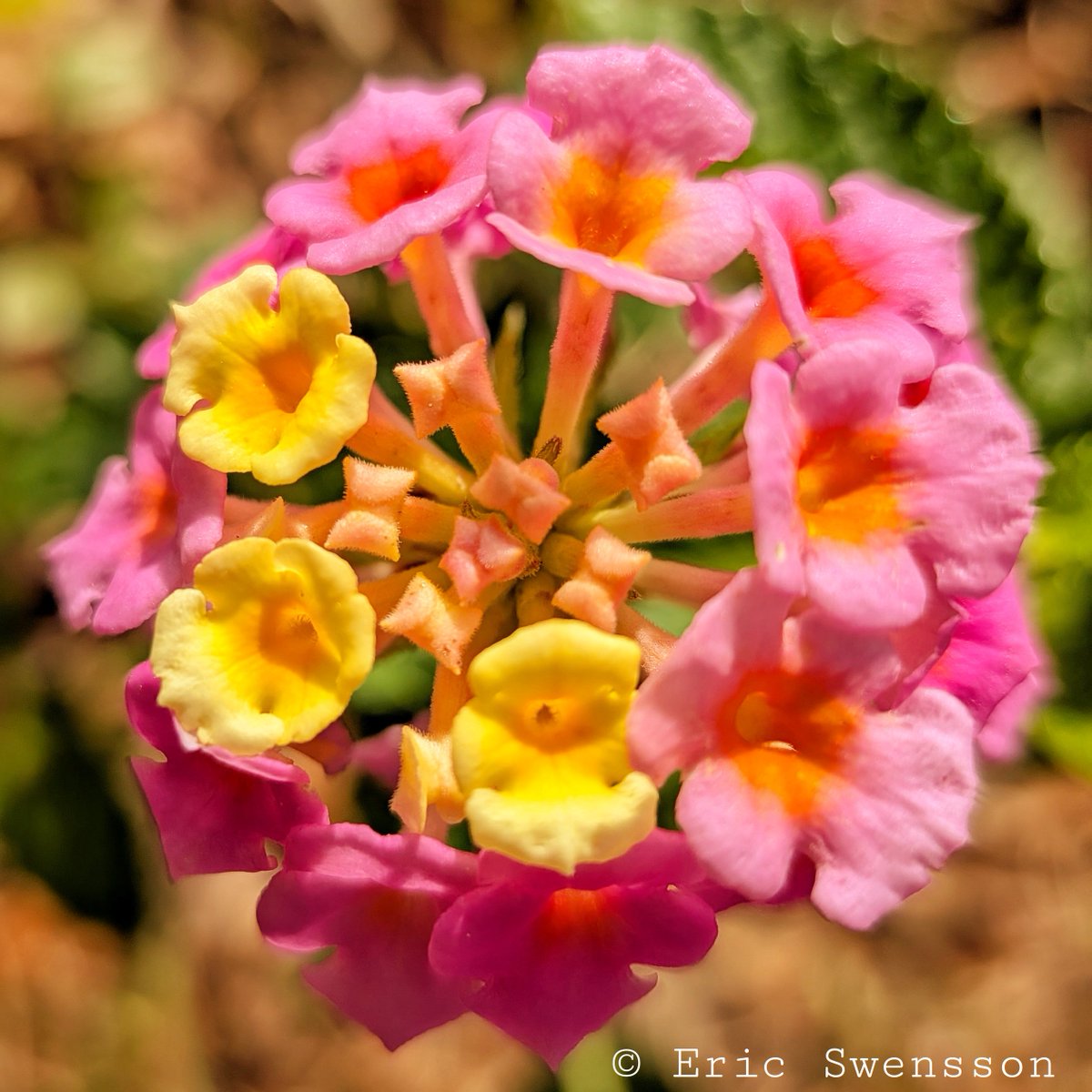 Eric Swensson tweet media