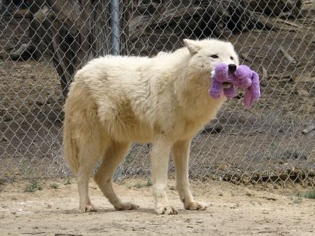 Rhonda(Agnes Version) tweet media