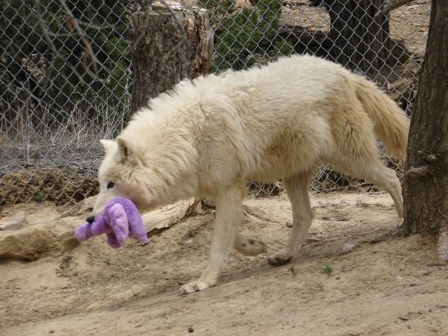 Rhonda(Agnes Version) tweet media