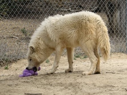 Rhonda(Agnes Version) tweet media