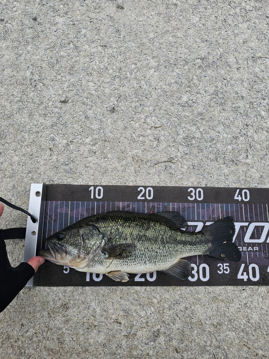 ビーバー tweet media