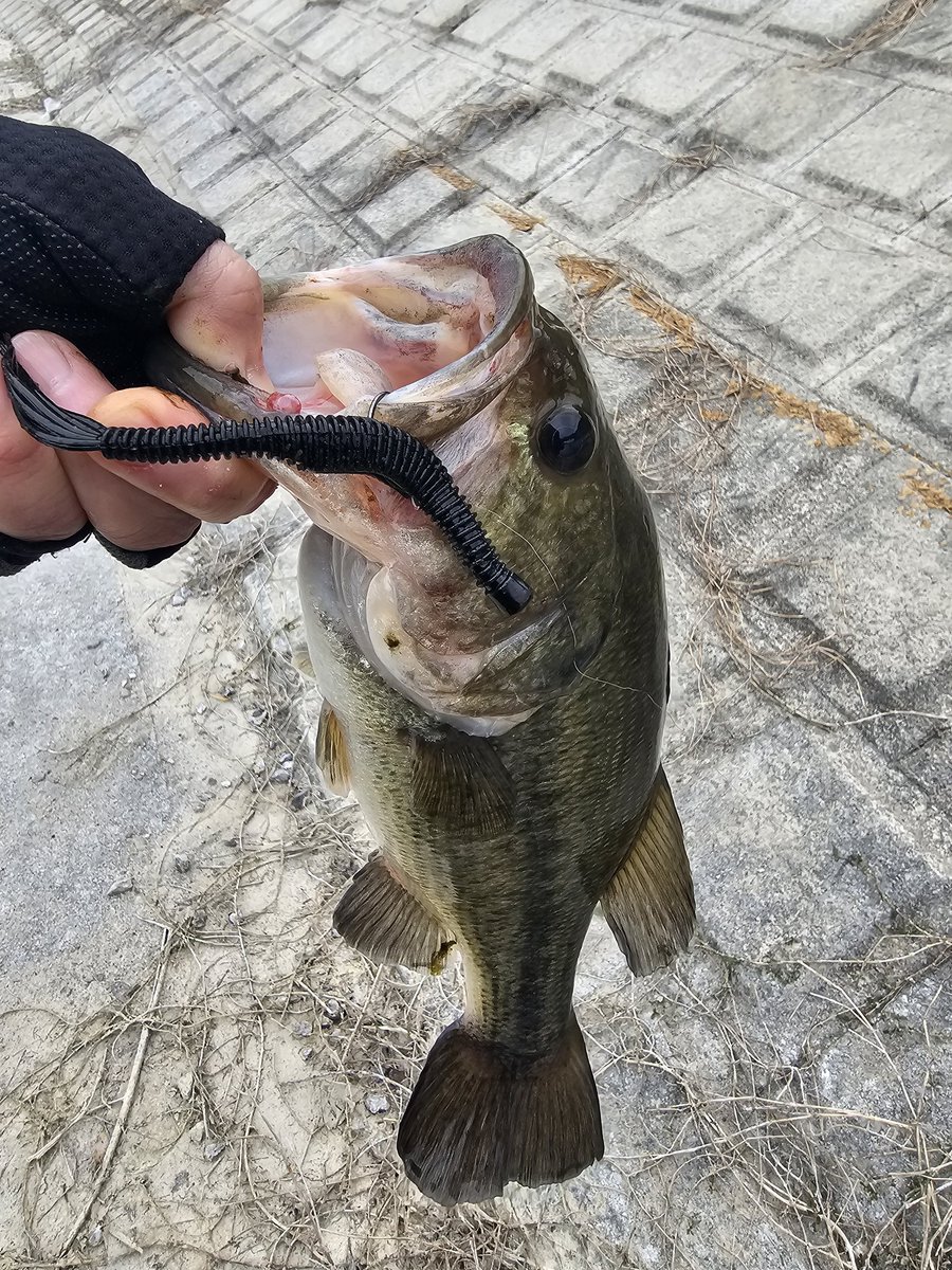 ビーバー tweet media