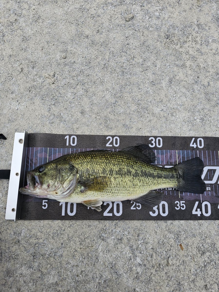 ビーバー tweet media