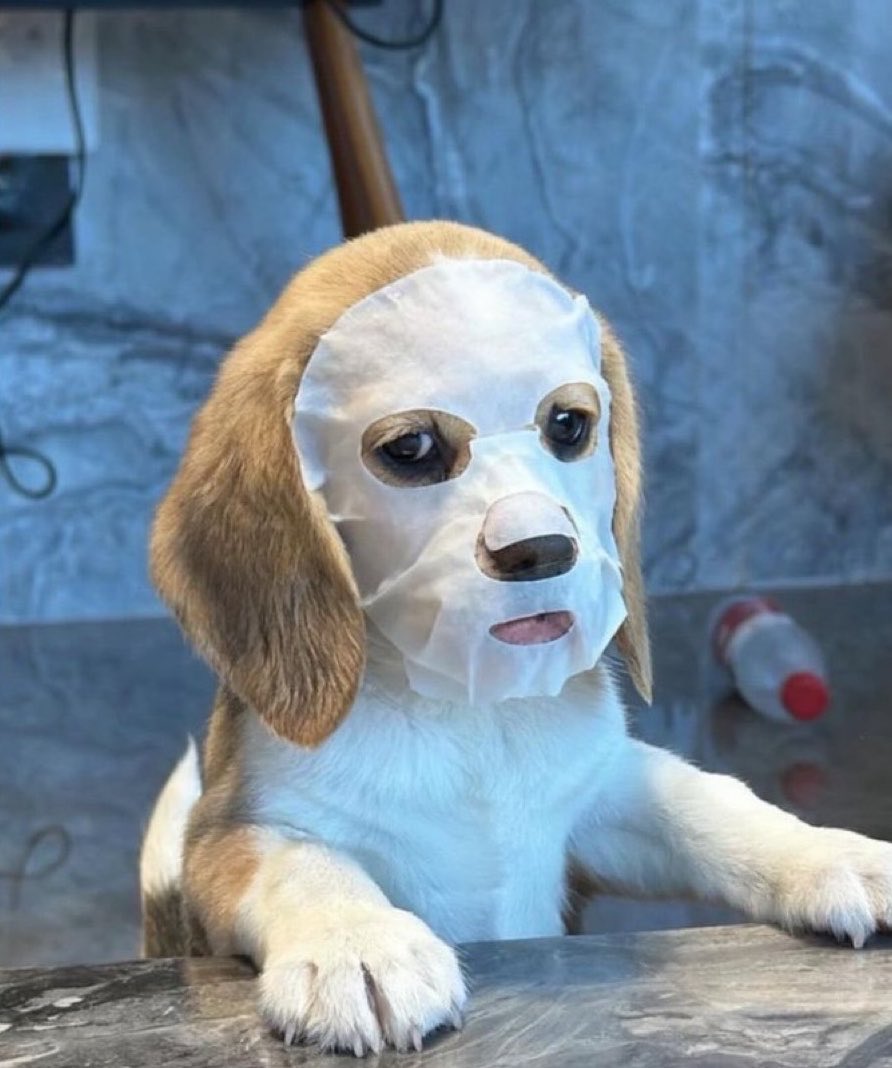 멍멍 🎼 (@puppojoo) on Twitter photo 