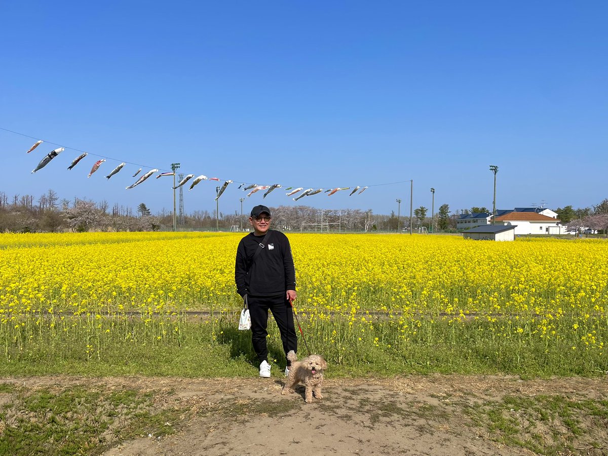 shabadaba_o's tweet photo. 秋田がちゃんと癒してくれる😊
#桜 #菜の花 #大潟村 https://t.co/NzY2vR0LBq