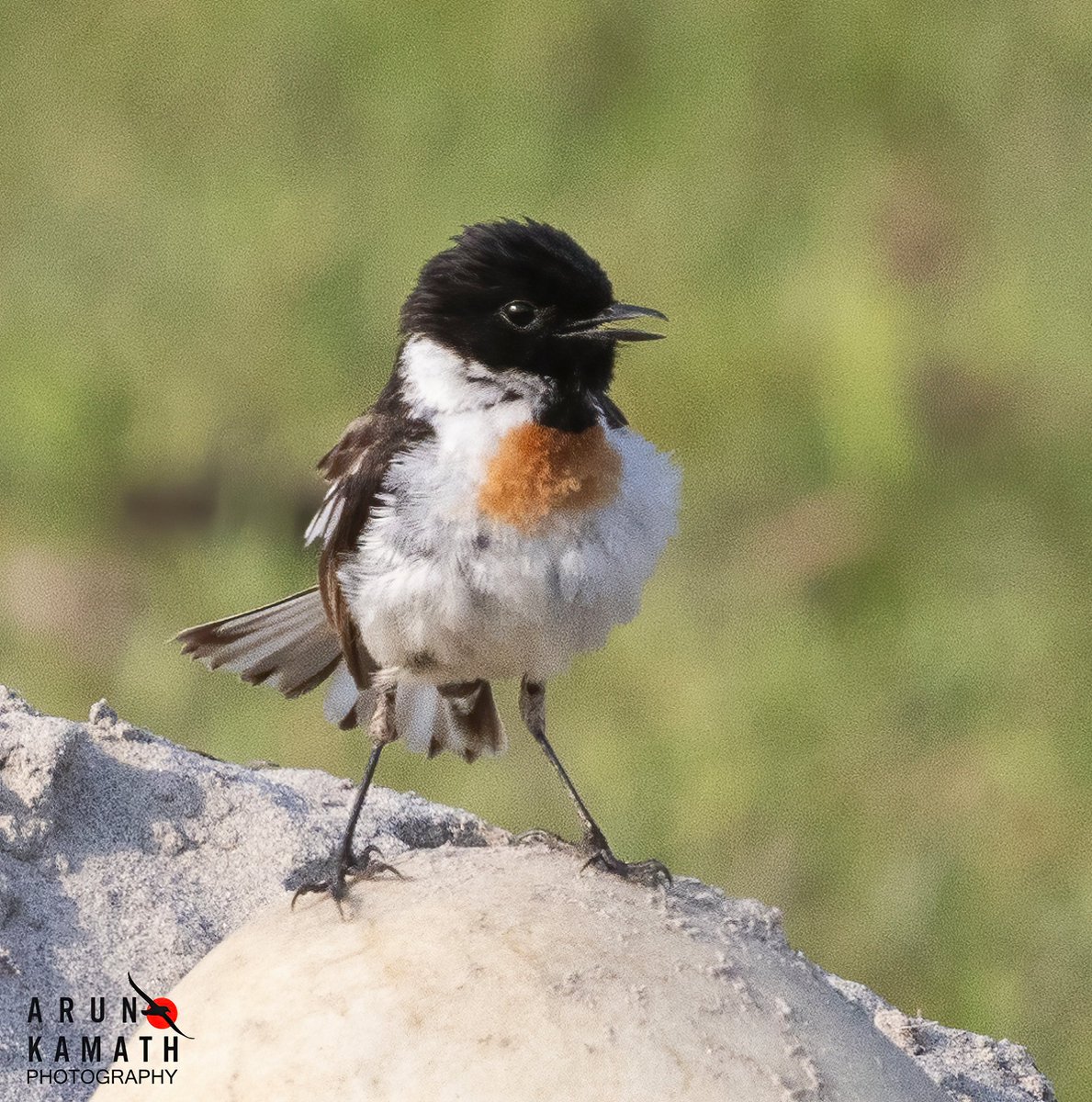 incognito9's tweet image. The white tailed stone chat. 

#indiaves #thephotohour #TwitterNatureCommunity #wildlifephotography #birding