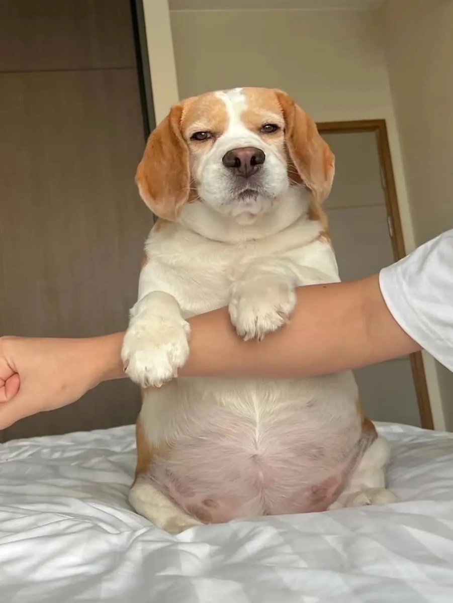 o cachorro mais expressivo do mundo