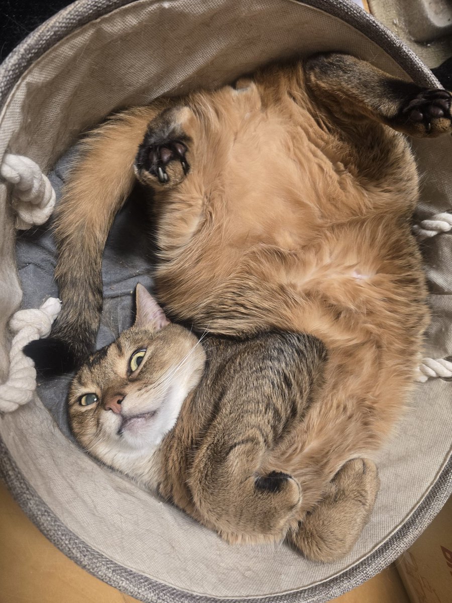 シュウ tweet media