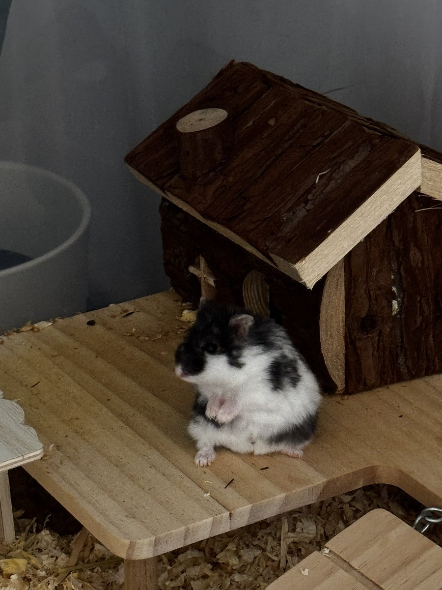 henriqez tweet media