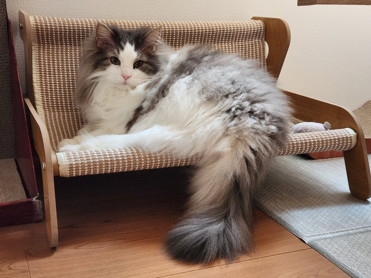 お口に毛が入ってるけどステキだよ😊