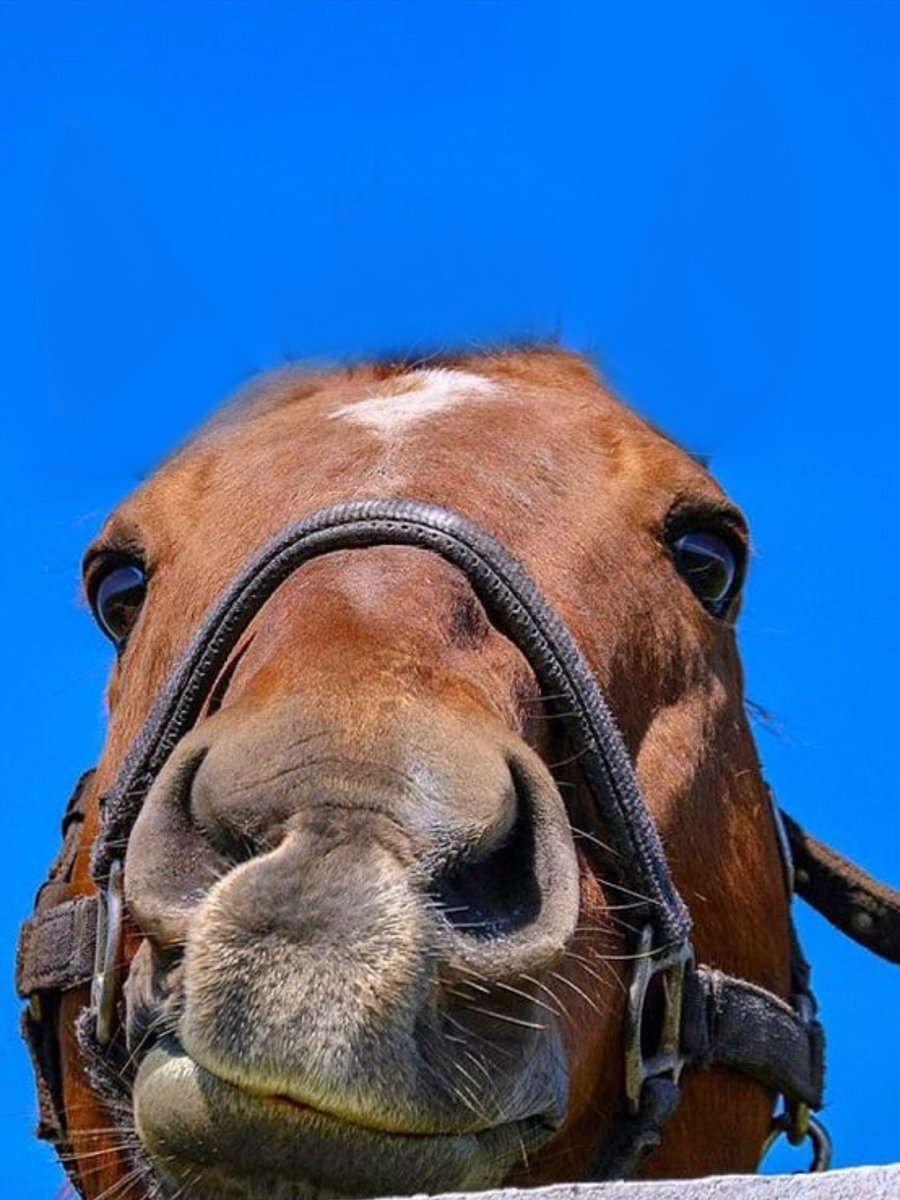 Humblesock91400's tweet image. Notice anything different?

#horse #umamusume #TMOPERAO