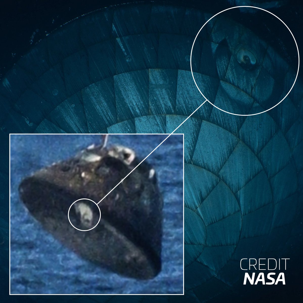 J_A_Rees_94's tweet image. A new post-splashdown underwater photo of the Artemis II Orion Integrity capsule heat shield has been released by @NASA

This photo also gives us a clearer view of a particular area of the heat shield that was a concern for some and was later confirmed to have not been liberated