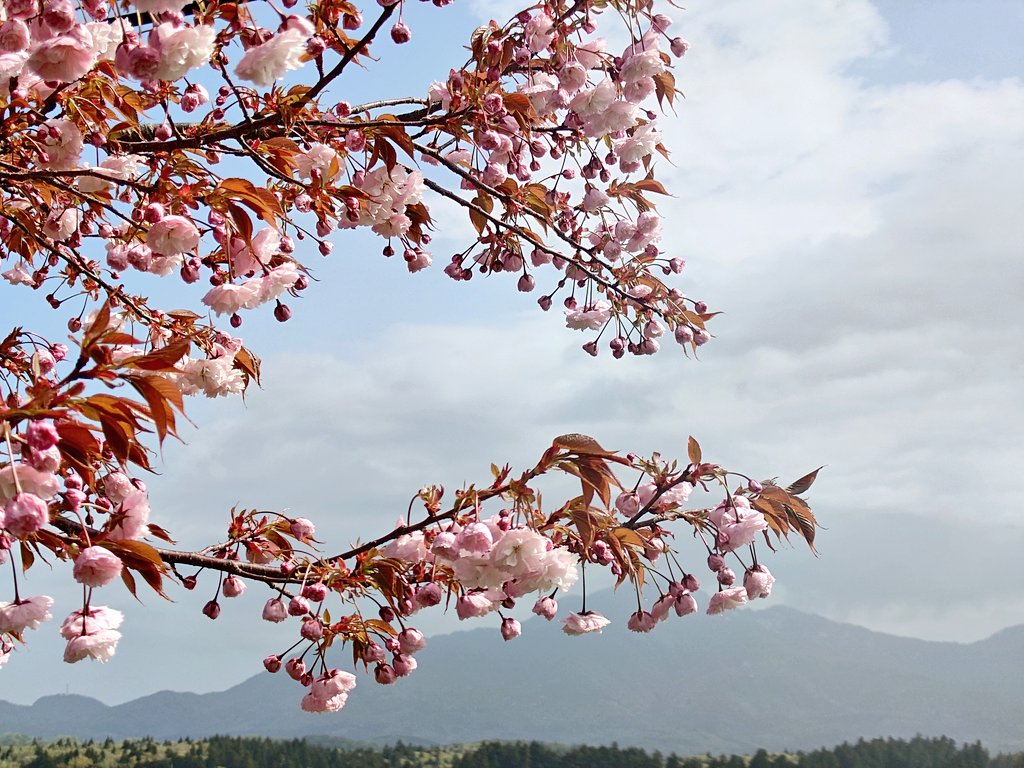 棚田の番人 tweet media