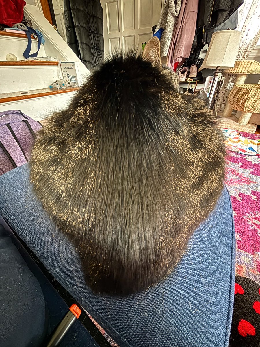 Pickles_nOlive's tweet image. Hope your Meownday wasn’t BUNS 🌭😼😝🤣🥒🫒💚 #meownday #mondaymood