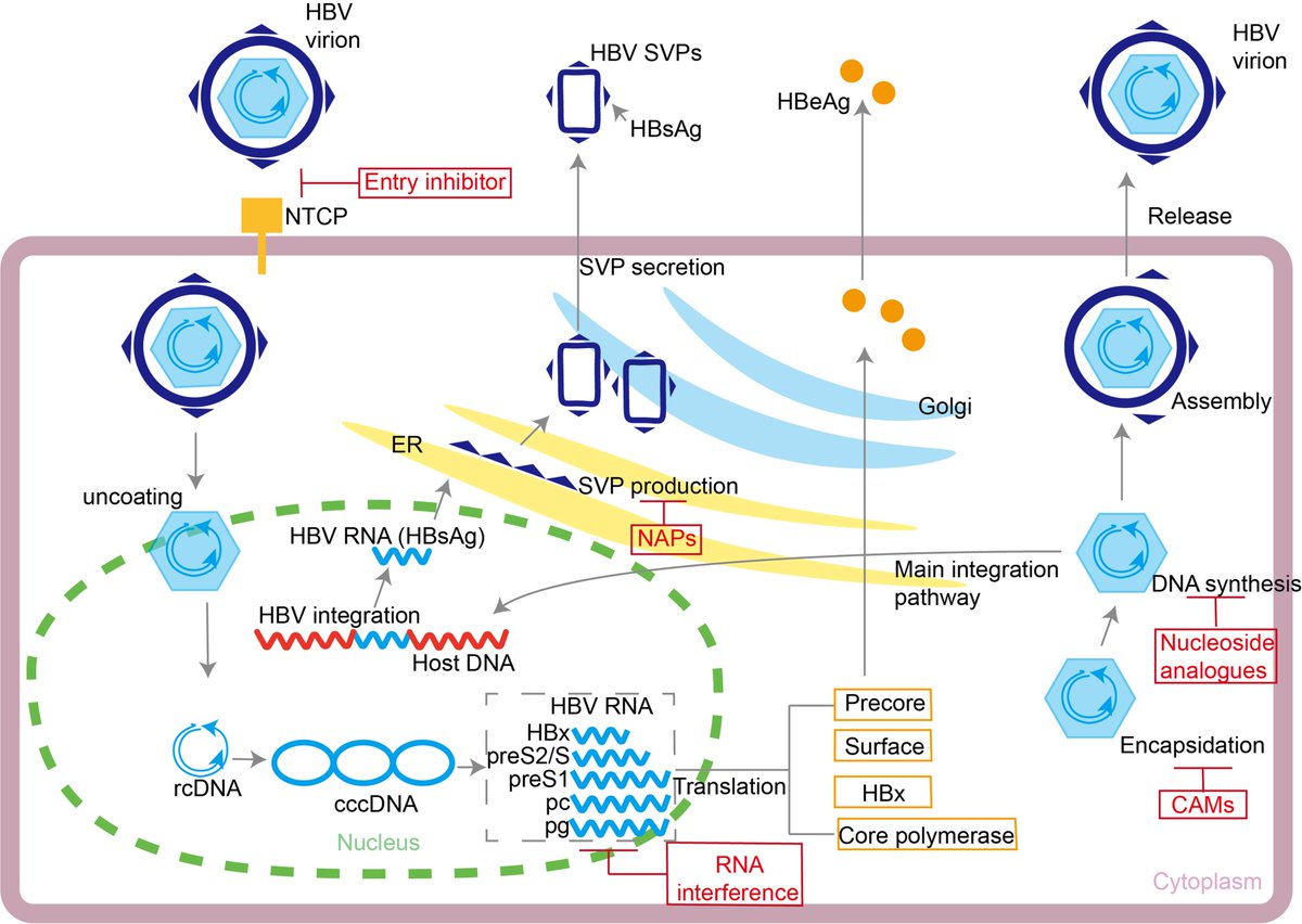 HepatomaRes's tweet image. 🧬 Functional Cure of Chronic HBV: Current Therapeutic Regimens

HBV remains a major driver of HCC worldwide. Achieving a functional cure (HBsAg loss) is now a key therapeutic goal.

🔗f.oaes.cc/xmlpdf/publish…
#HBV #HCC #HepatitisB #LiverDisease