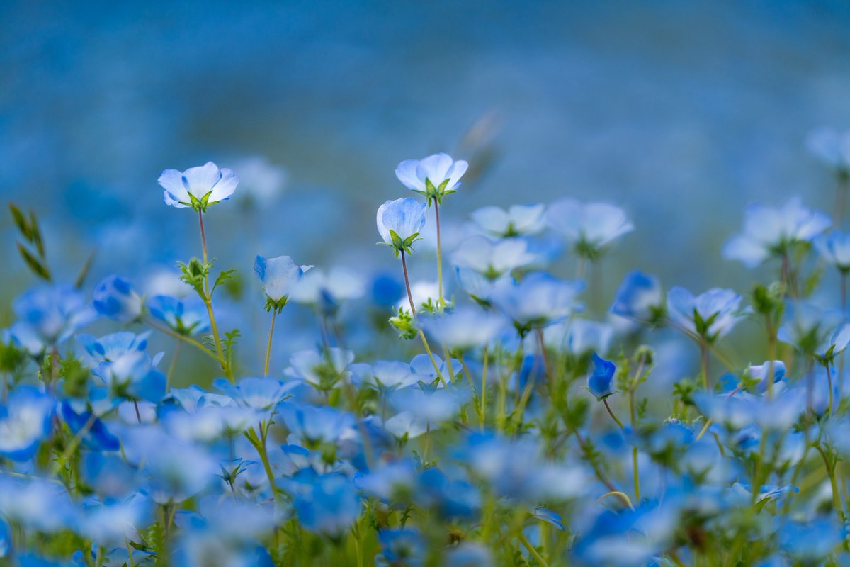 taka_kngm's tweet image. 舎人公園のネモフィラを撮ってきました
朝六時半に現着しても園内にはすでにまばらに人がいました
ついたときはあいにくの曇り空でしたが8時半頃には晴れ間が出て
きれいな青を見せてくれました 
#写真好きな人と繋がりたい
#SonyAlpha 
#α7CII