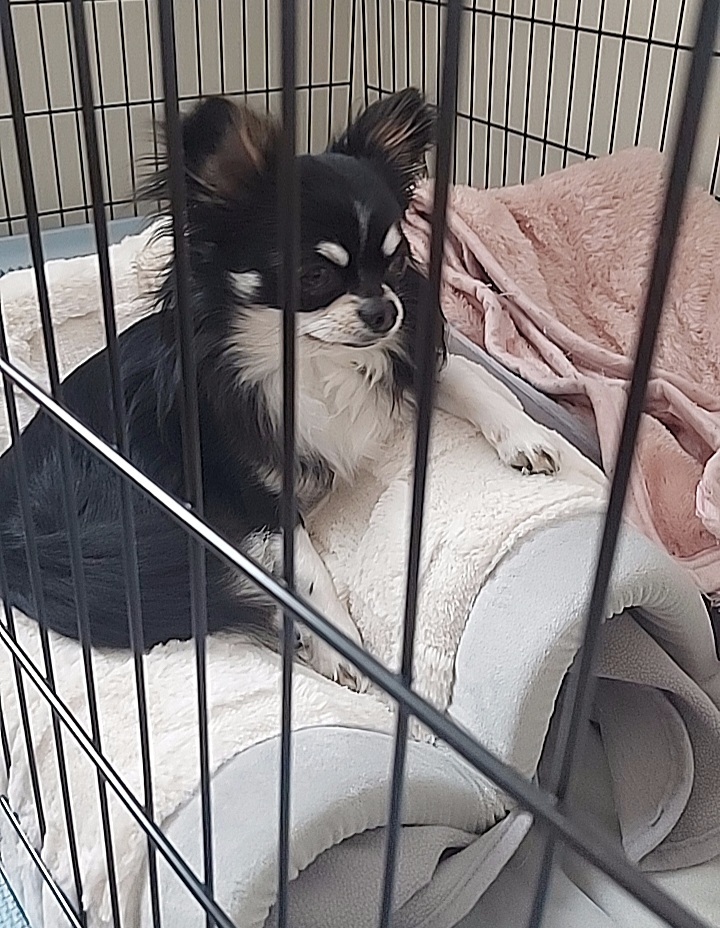 チワワのちぃたん🐶 tweet media