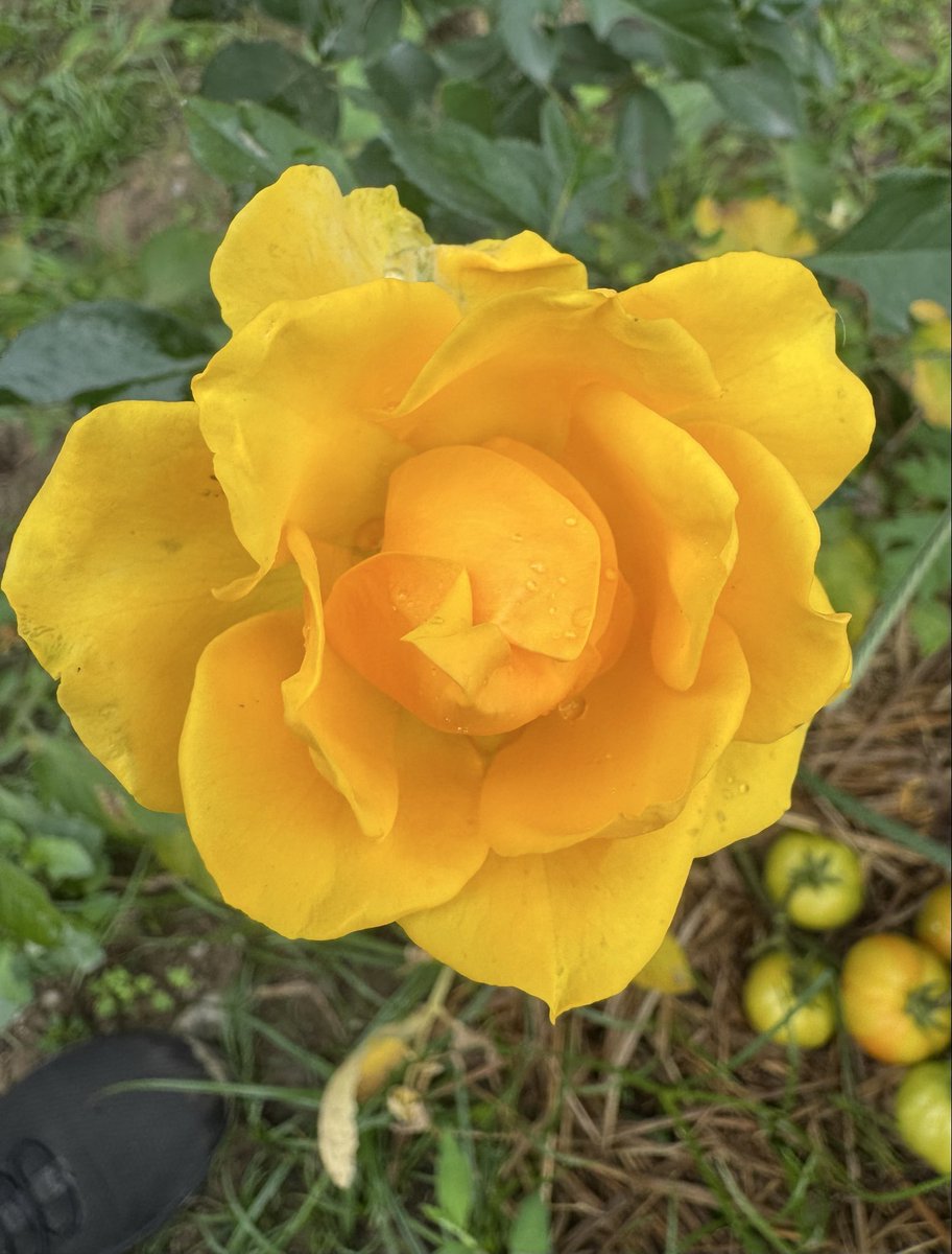 Mrinal_MLA's tweet image. #Morning #Rose
Colours of rose in my garden..
মোৰ ফুলনিত গোলাপৰ ৰঙবোৰ...
#Flowers
#MyGarden