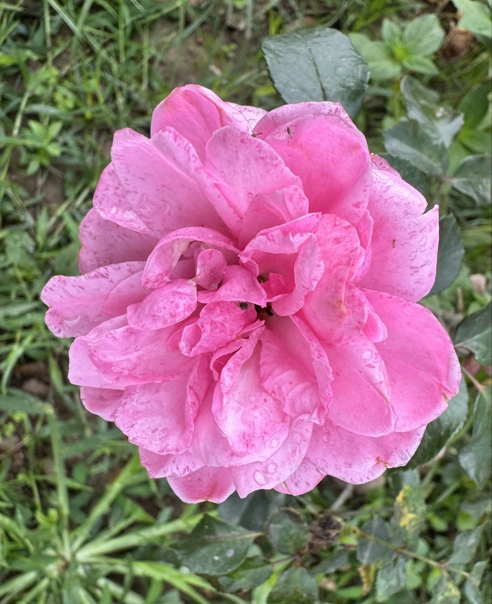 Mrinal_MLA's tweet image. #Morning #Rose
Colours of rose in my garden..
মোৰ ফুলনিত গোলাপৰ ৰঙবোৰ...
#Flowers
#MyGarden