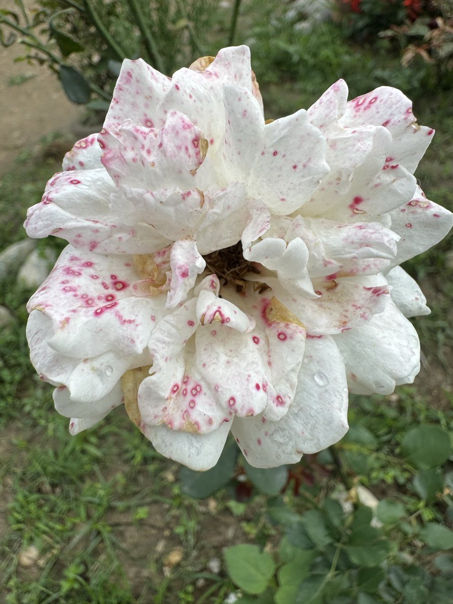Mrinal_MLA's tweet image. #Morning #Rose
Colours of rose in my garden..
মোৰ ফুলনিত গোলাপৰ ৰঙবোৰ...
#Flowers
#MyGarden
