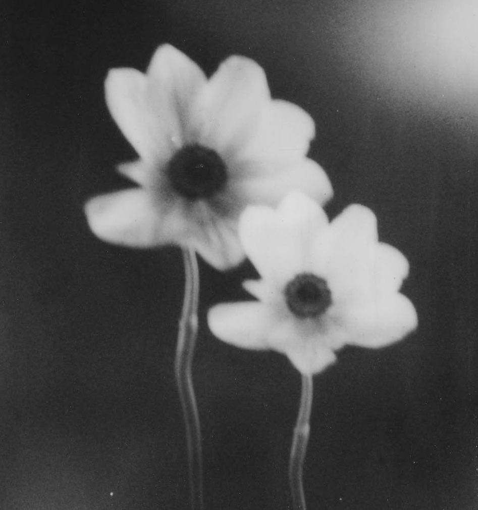 lola 🪷🫧 ꕤ tweet media