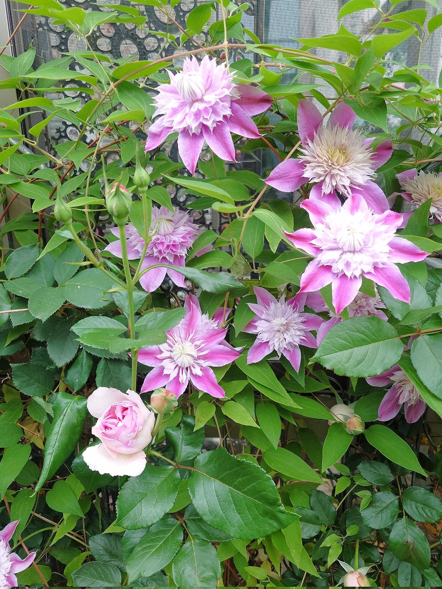 ㌍ おんたん tweet media