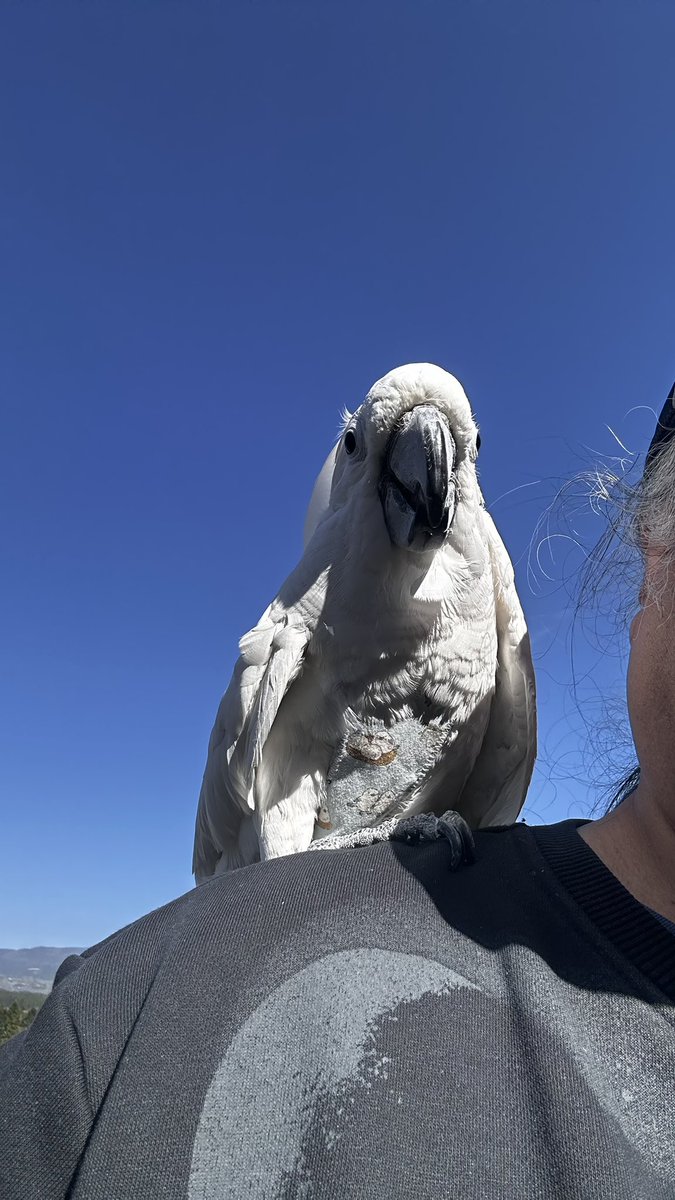 鳥王モモパパ tweet media