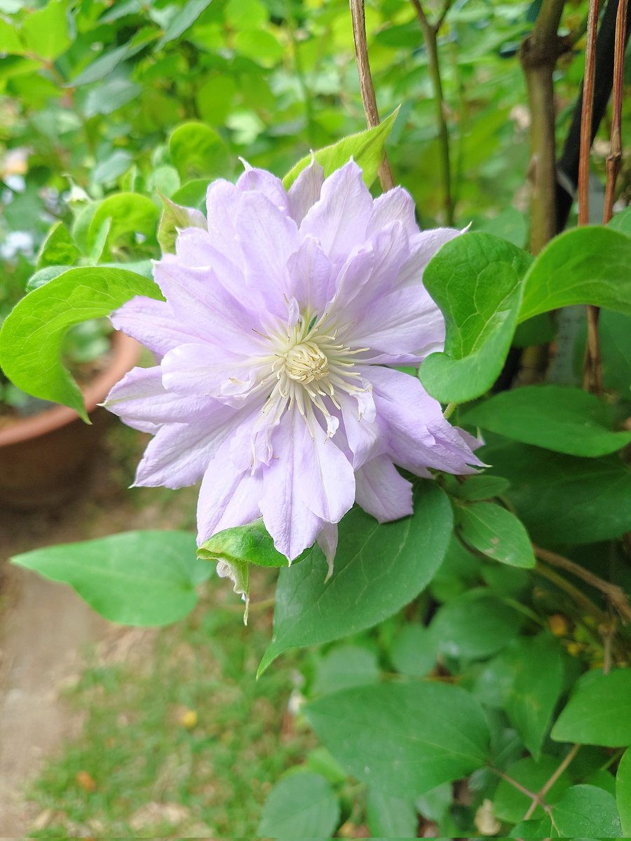 ㌍ おんたん tweet media