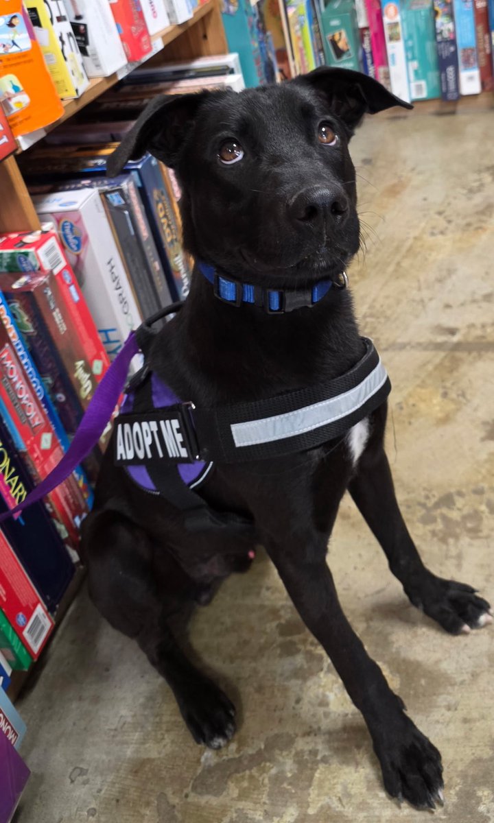 LAZARUS #A379243 2yo
Worthless owners just up &amp; dumped him to DIE 😡🤬
HOW COULD THEY 😫 I ask U?
TOGETHER! WE have to save this beautiful black 🖤bundle of love!
Sweet,easy going personality,very loving 
Won't u plz #Adopt #Foster or #Pledge4Rescue 
#CorpusChristiACS #Texas