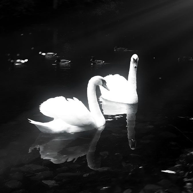 angel ♱ tweet media