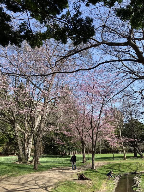 CAFE_kinezumi's tweet image. #庭園開放 スタート
#庭園 の風景　

昨日の月曜日
mimaは休館だったけど
庭園開放の初日だったから
お散歩しにきたよ🌸🐿️

#cafe #ミュージアムショップ