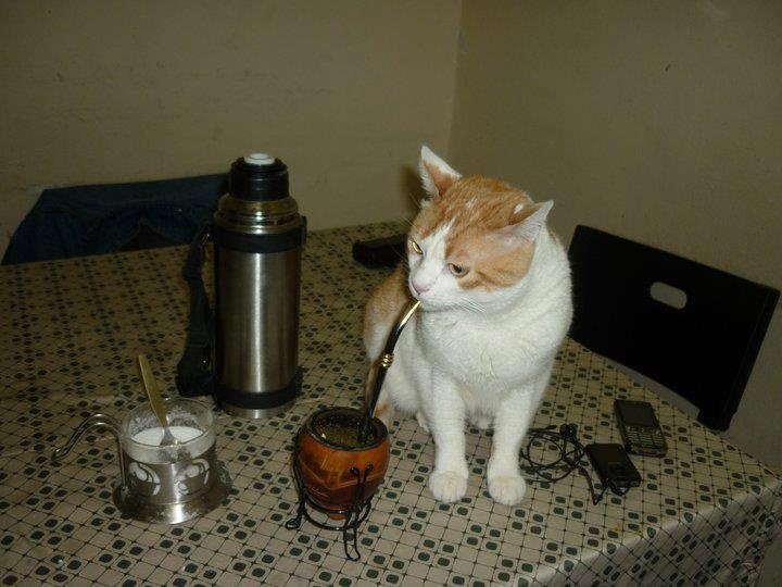 me dí cuenta de que no tomé mate en todo el día y me dieron unas ganas desesperadas de tomar así que calenté el agua y ahora estoy así a las diez de la noche