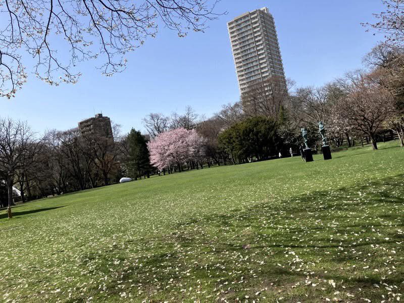 CAFE_kinezumi's tweet image. #庭園開放 スタート
#庭園 の風景　

梅の花越しの
彫刻サキモリと
散り行くキタコブシ

緑の芝生の上に
白い花びらを散りばめて

北海道は梅も桜も
一気にぽぽぽんっ🌸🐿️

#cafe #ミュージアムショップ