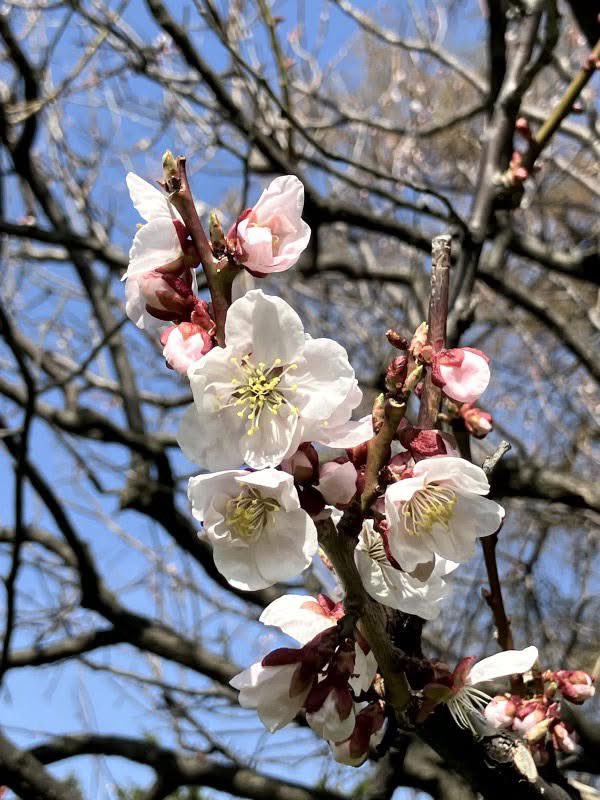 CAFE_kinezumi's tweet image. #庭園開放 スタート
#庭園 の風景　

梅の花越しの
彫刻サキモリと
散り行くキタコブシ

緑の芝生の上に
白い花びらを散りばめて

北海道は梅も桜も
一気にぽぽぽんっ🌸🐿️

#cafe #ミュージアムショップ