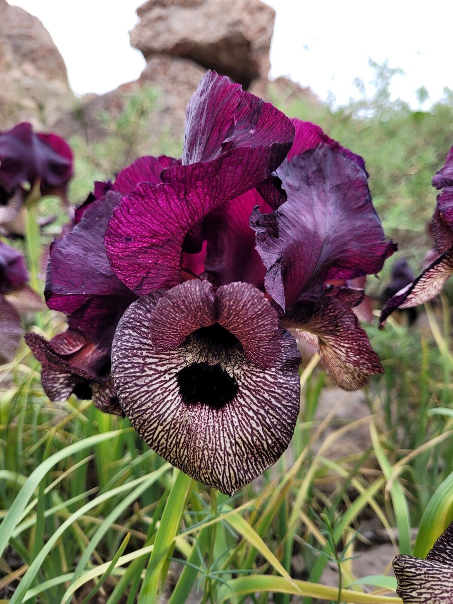 JoinWildRide's tweet photo. The Iris lycotis!
These plants are primarily found in countries within Western Asia. With the proper care they last 5-20 years. #WildAdventures https://t.co/yPCJZpMhcA