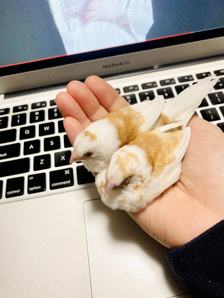 ほほらら工房 tweet media